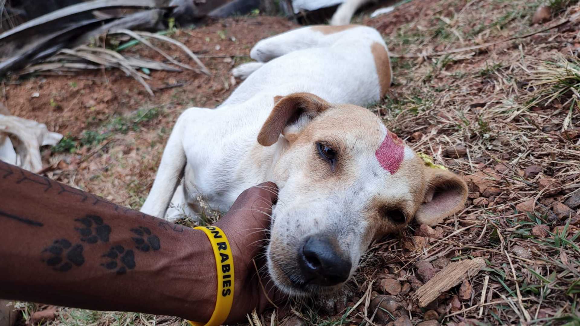 मिशन रेबीजः